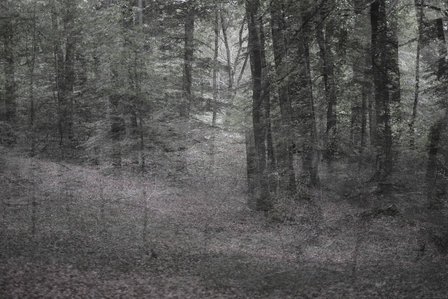Helen Arenz - Forestscapes Grey