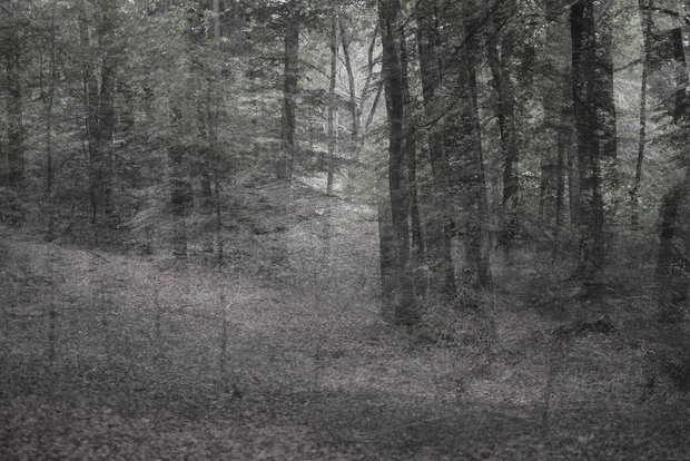 Helen Arenz - Forestscapes Grey