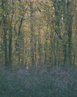 Helen Arenz - Forestscapes Purple