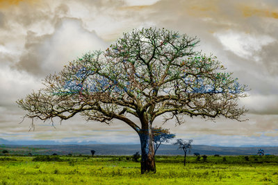 Alex van der Lecq - Tree Spring